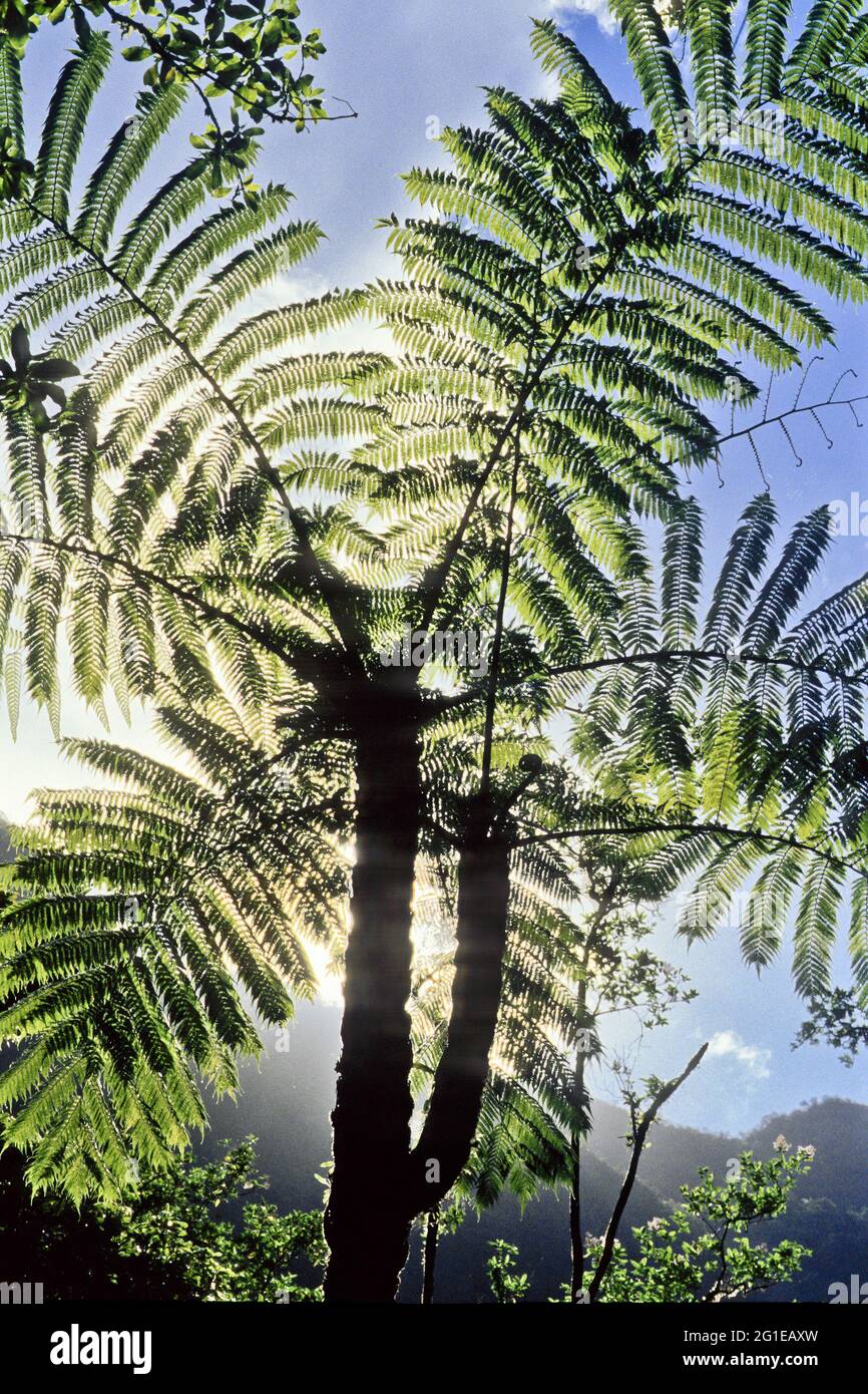 FRANCIA. ISOLA DI REUNION. ALBERO FERN Foto Stock