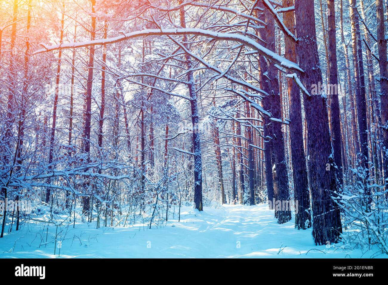 Natura inverno sfondo. Boschi innevati. Alberi di pino coperto di neve.  Natura invernale. Sfondo di natale Foto stock - Alamy