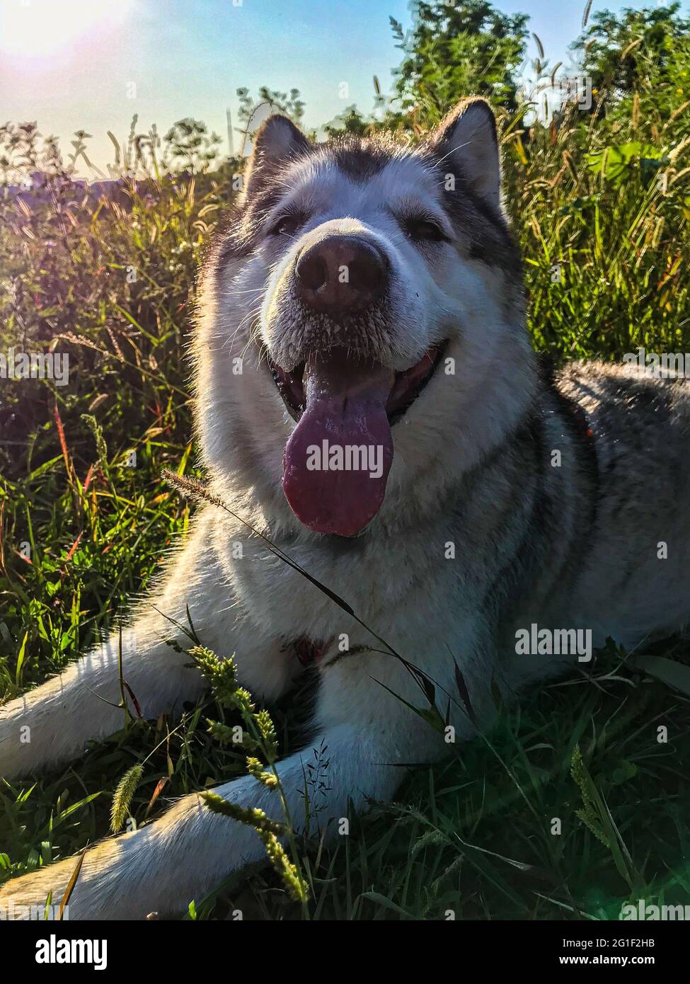 Malamute il cane. Primo piano di malamuto stanco. Malamute è sdraiato nell'erba. Foto Stock