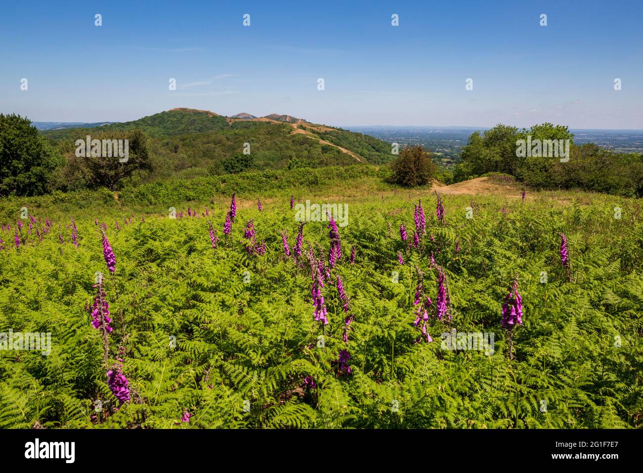 Guanti e bracken all'interno del forte Iron Age Hill su Midsummer Hill, Malvern Hills, Inghilterra Foto Stock
