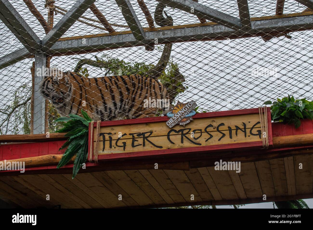 Chessington World of Adventure , evento speciale per i media per l'apertura del nuovo log flume "Tiger Falls" Foto Stock