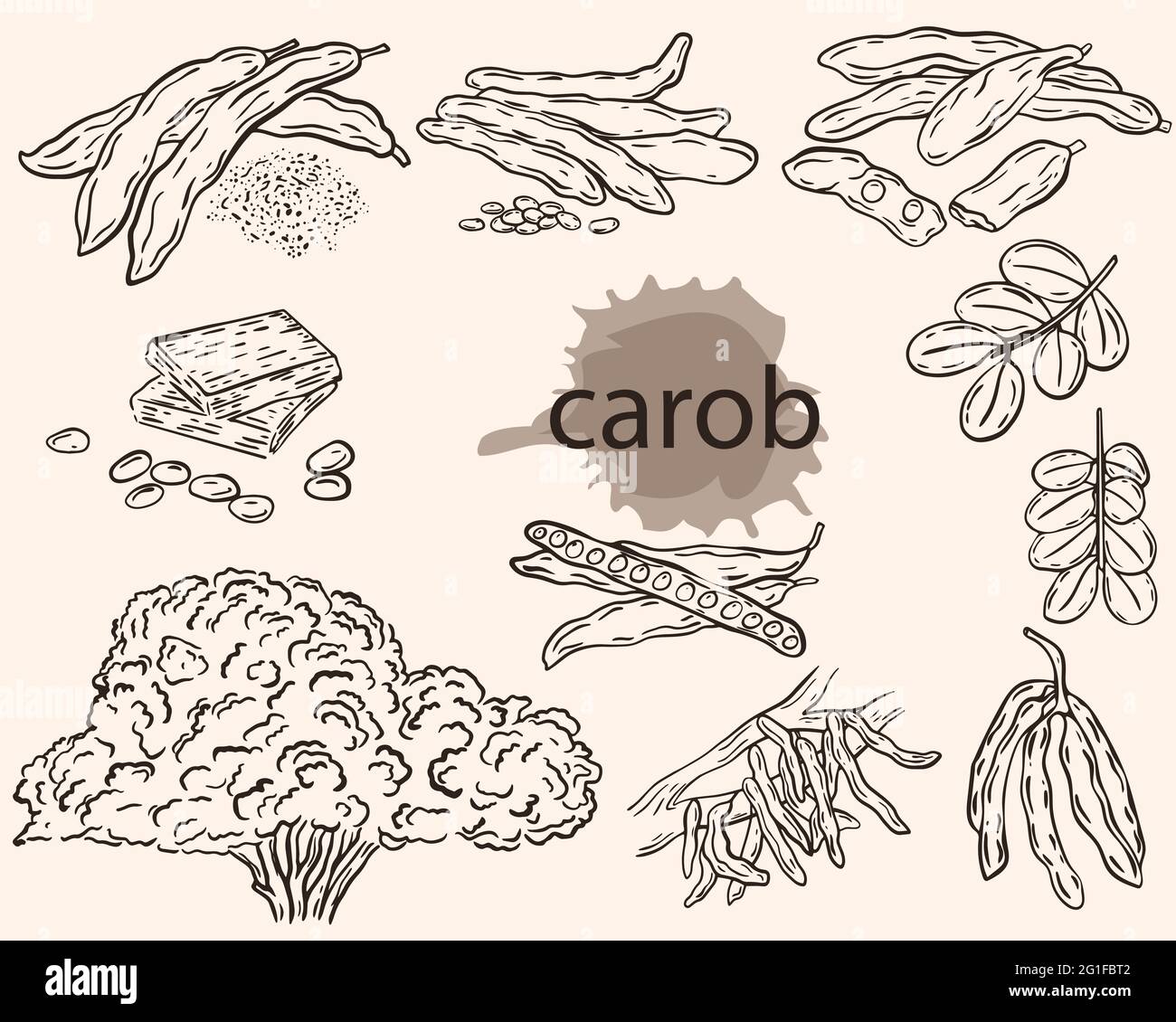 Schizzo carrub, insieme vettoriale. Carruba frutta, baccelli con grani, su un ramo e in polvere. Ceratonia alberi pods. Coltivare e raccogliere supercibo, l'agricoltura Illustrazione Vettoriale