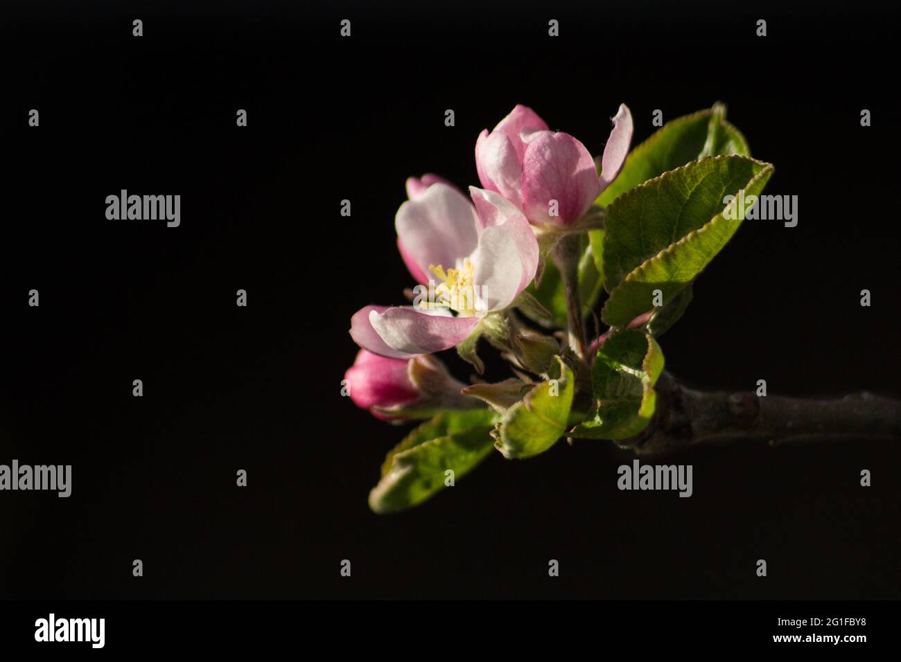 La mela fiorisce su un ramoscello con sfondo scuro Foto Stock