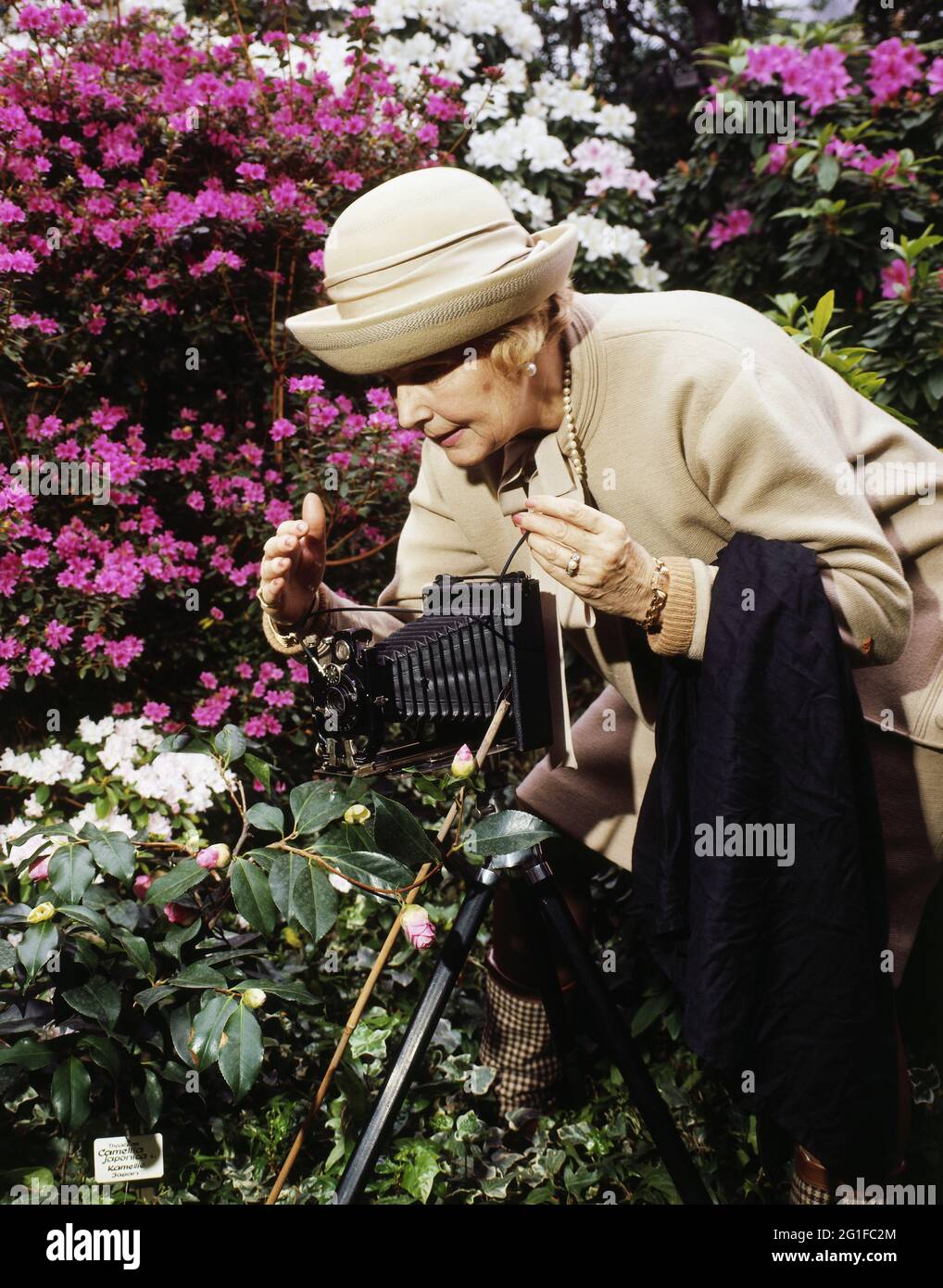 Persone, donne, anni '60, anziana signora con fotocamera che scatta una foto di fiori, DIRITTI AGGIUNTIVI-CLEARANCE-INFO-NON-DISPONIBILE Foto Stock