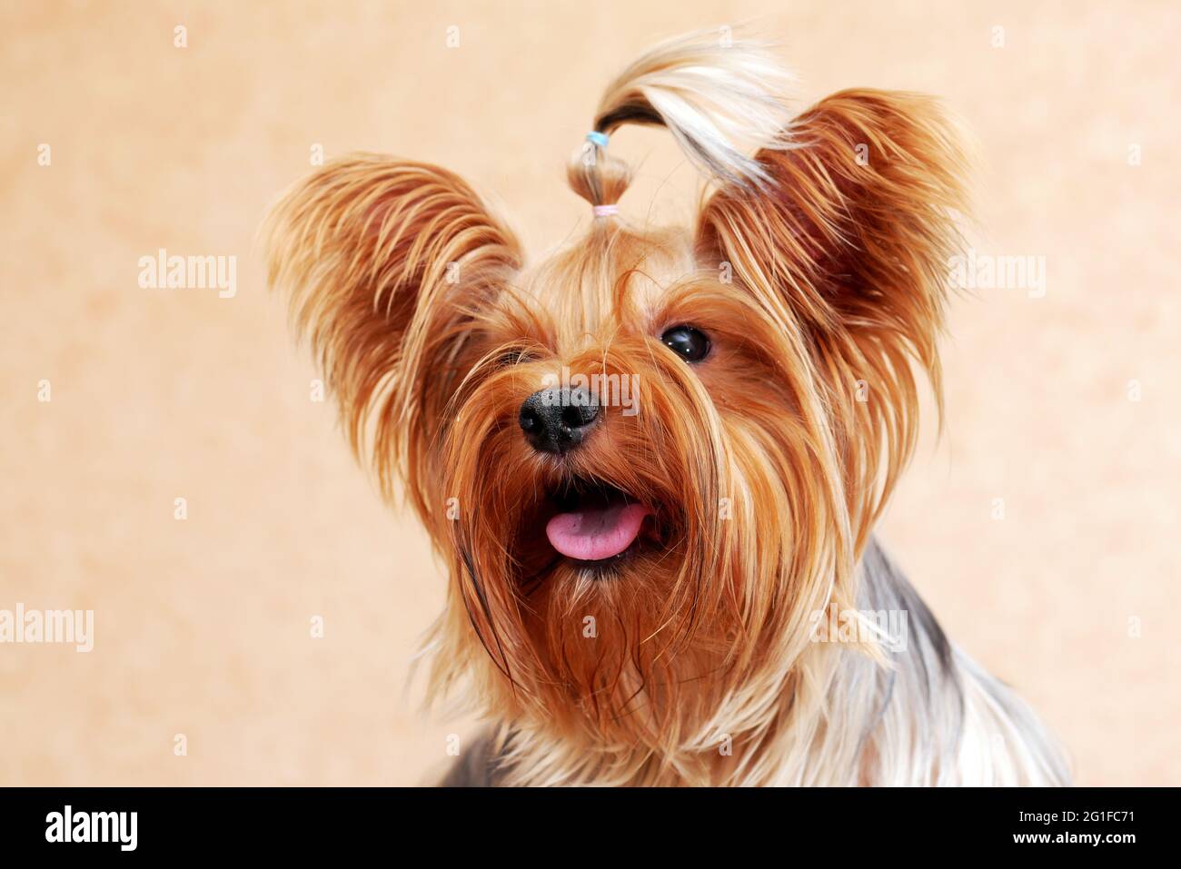 ritratto a pieno viso di yorkshire terrier con capelli lunghi Foto Stock