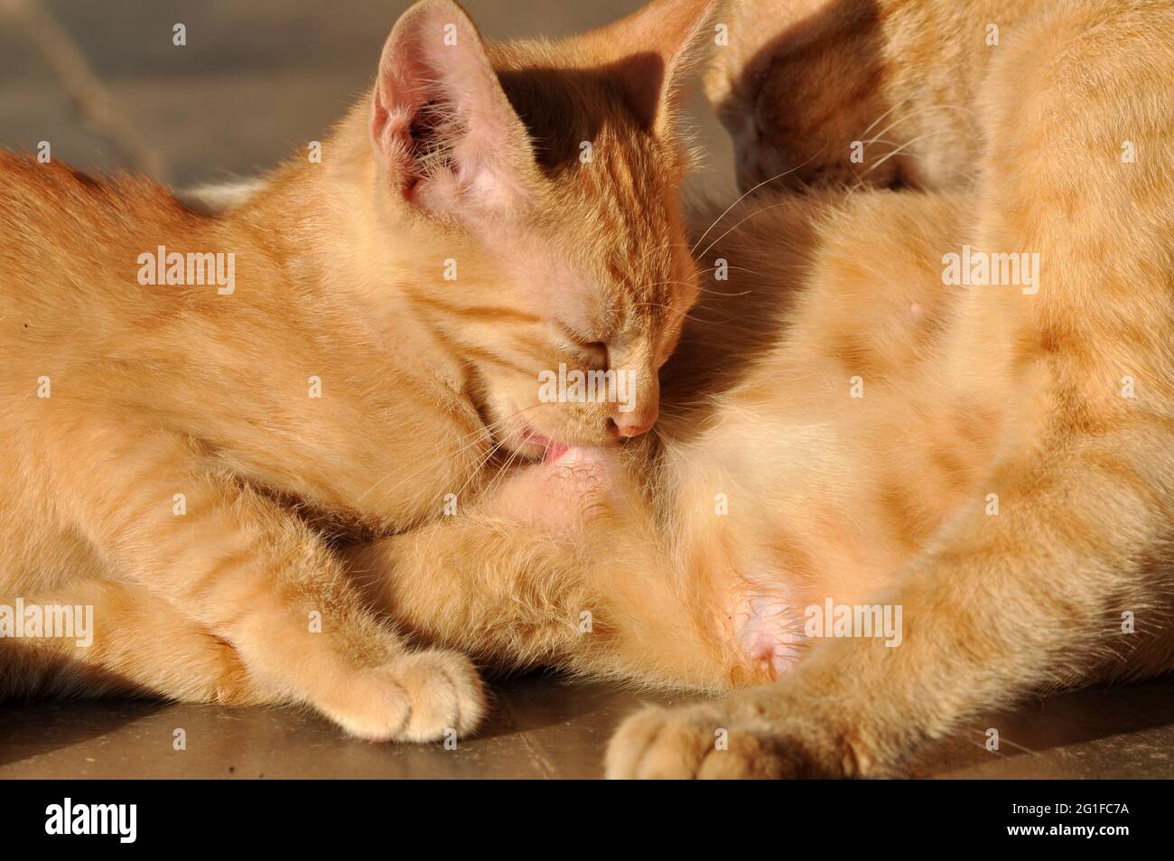 Il gatto materno giallo sta allattando il suo gattino Foto Stock