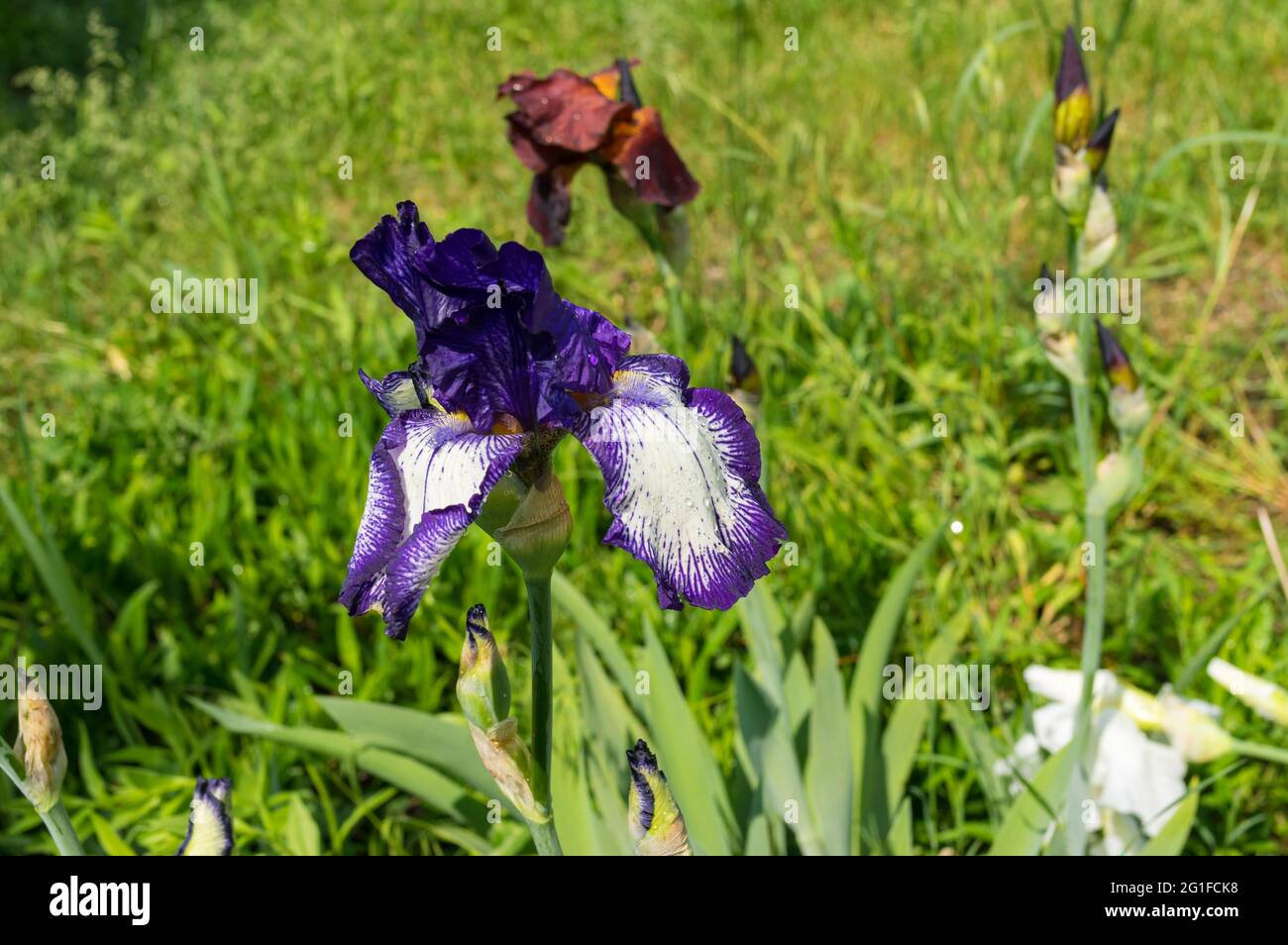 Vista ravvicinata su diversi boccioli di fiori d'iride su un letto di fiori primaverili Foto Stock