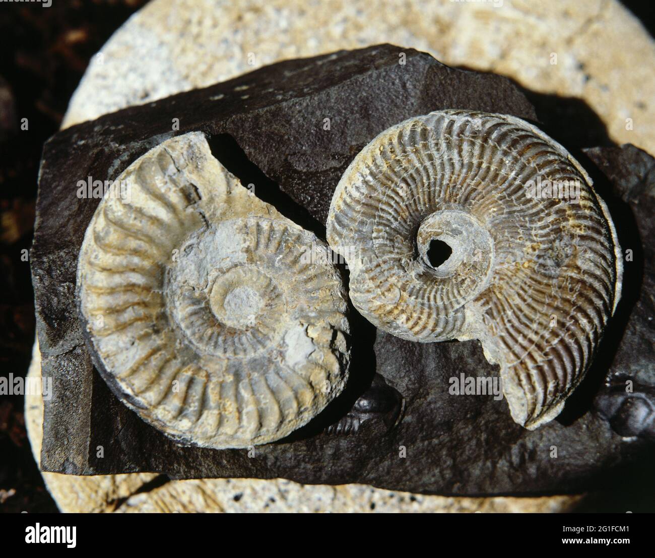 preistoria, pietrificazione, fossile, ammoniti, DIRITTI-AGGIUNTIVI-CLEARANCE-INFO-NON-DISPONIBILE Foto Stock