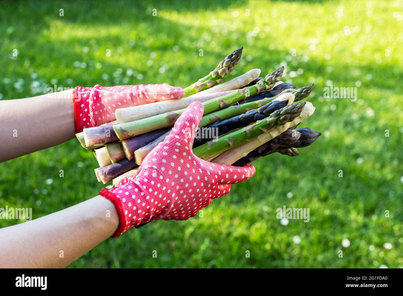 Asparagi germogli nelle mani di un contadino su fondo verde erba. Germogli di asparagi verdi, viola e bianchi freschi. Fotografia alimentare Foto Stock