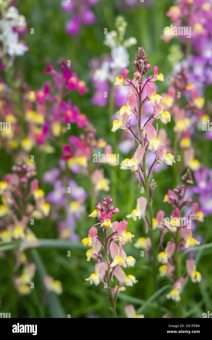 Colori misti della pianta annuale della biancheria da letto Linaria maroccana, Linaria 'aurora boreale' fiorire in tarda primavera all'inizio dell'estate in un giardino in Surrey Foto Stock