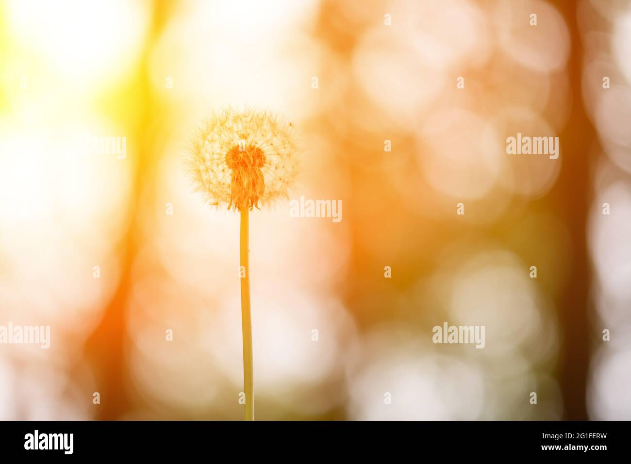Fiore singolo landelione morbido al tramonto. Sfondo floreale naturale Foto Stock