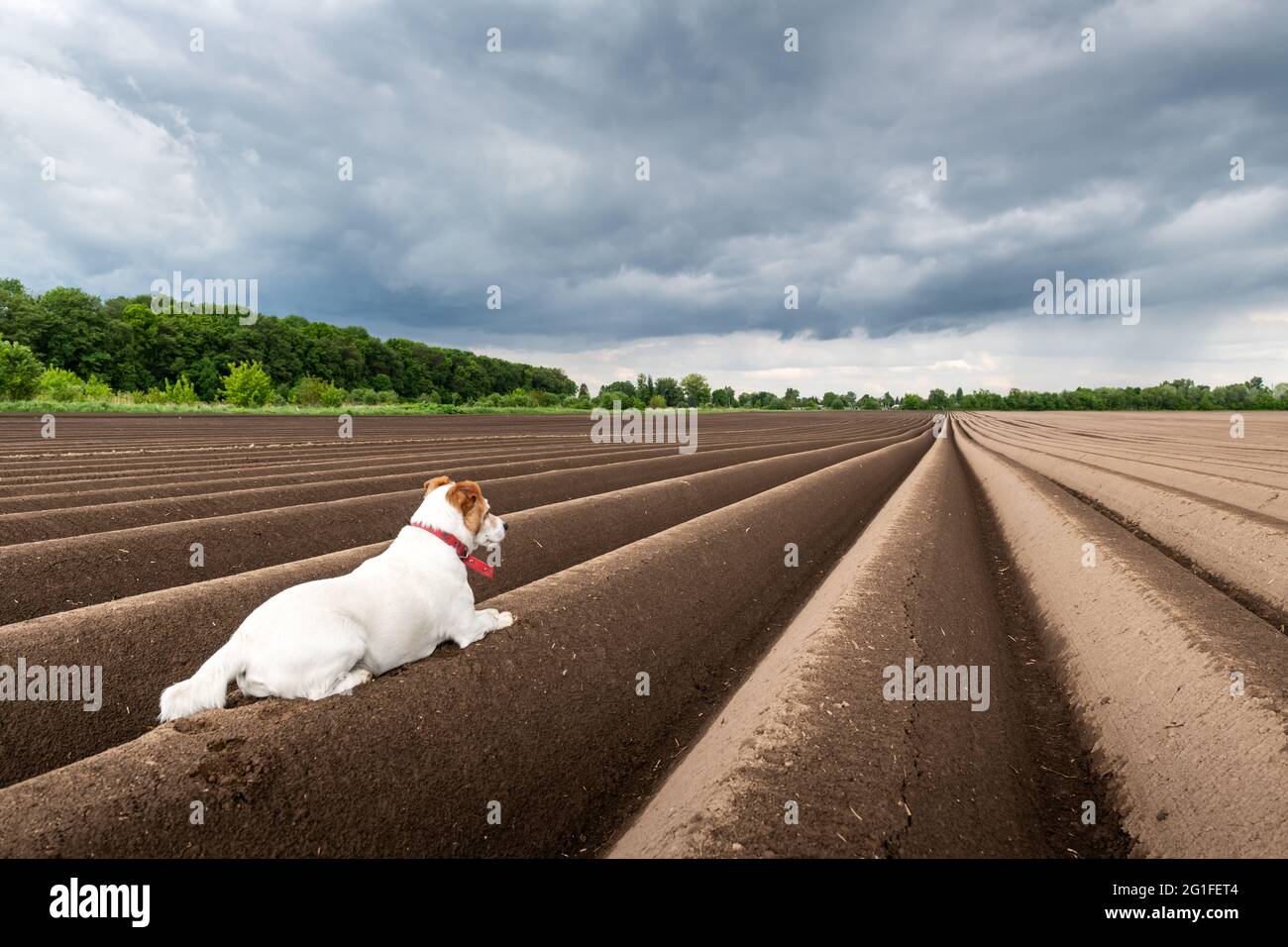 Jack russel terrier tra le file di suolo prima di piantare su arato campo agricolo preparato per piantare raccolti in primavera Foto Stock