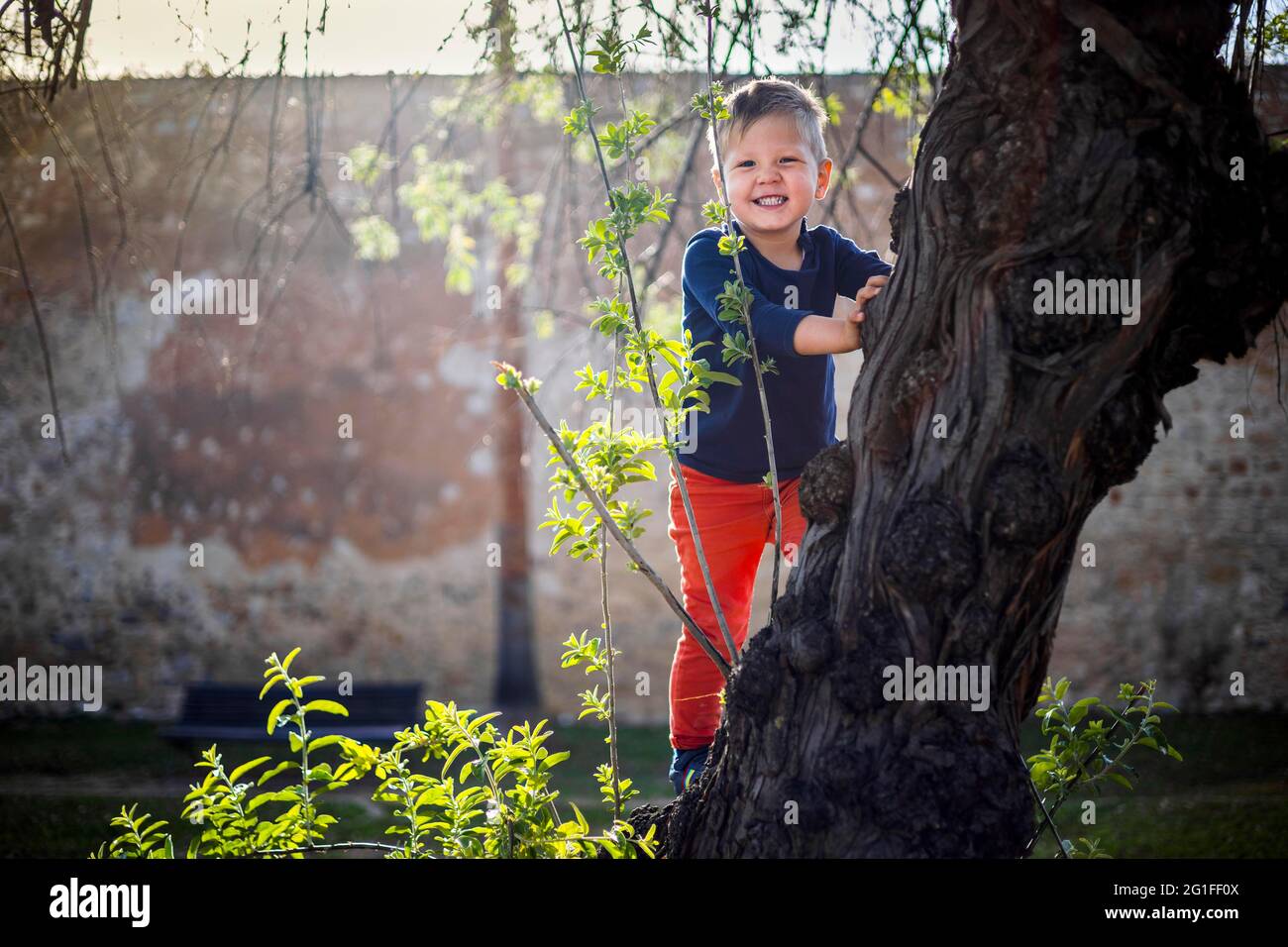 ragazzo di 3 anni che si diverte a salire sul albero nel parco Foto Stock