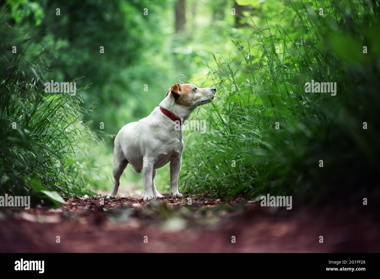 Jack russel terrier cane in verde primavera foresta con lussureggiante fogliame. Fotografia animale e natura Foto Stock