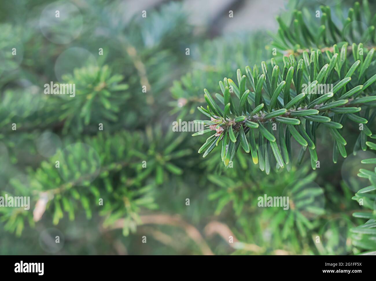 Primo piano del ramo dell'abete coreano. Ramo di abete verde primavera, fuoco selettivo, foto a bassa profondità di campo, posizione orizzontale. Foto di alta qualità Foto Stock