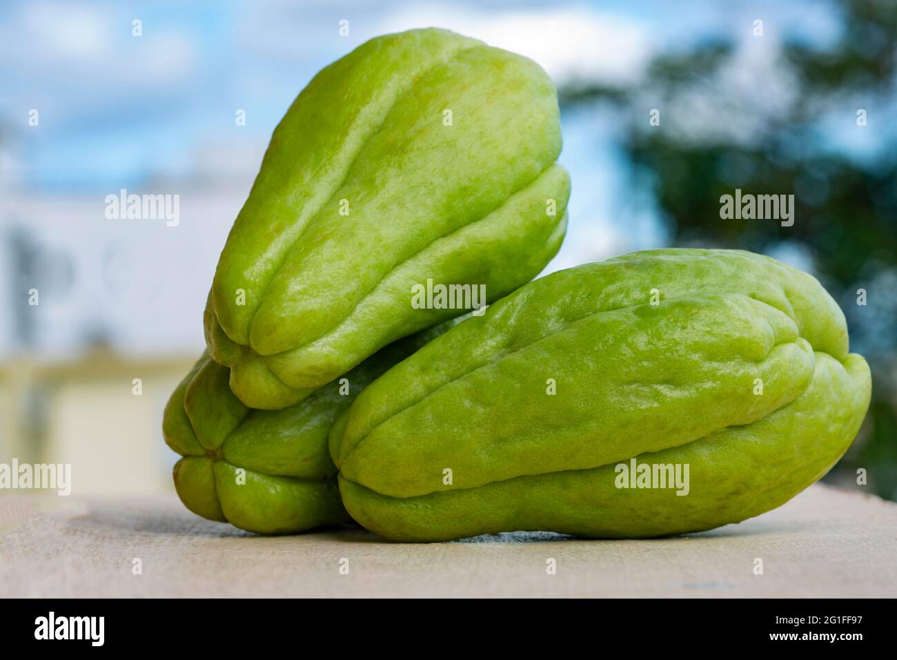 Verdure fresche di zucca di chayote verdi biologiche Foto Stock