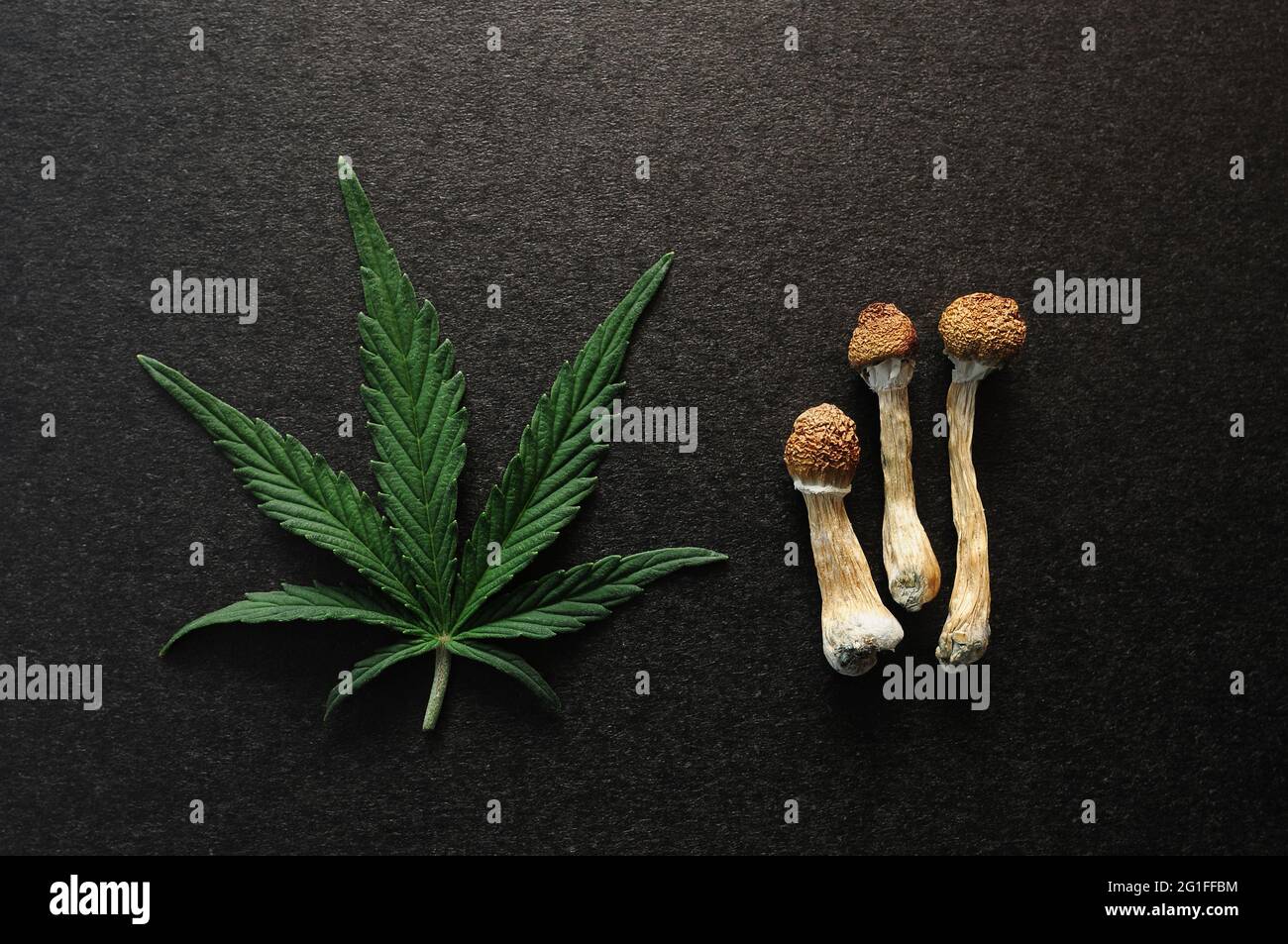 Funghi psilocibe cubensis secchi e foglie di cannabis su fondo nero, piatto. Viaggio psichedelico. Erboristeria naturale. Esp. Spirituale Foto Stock