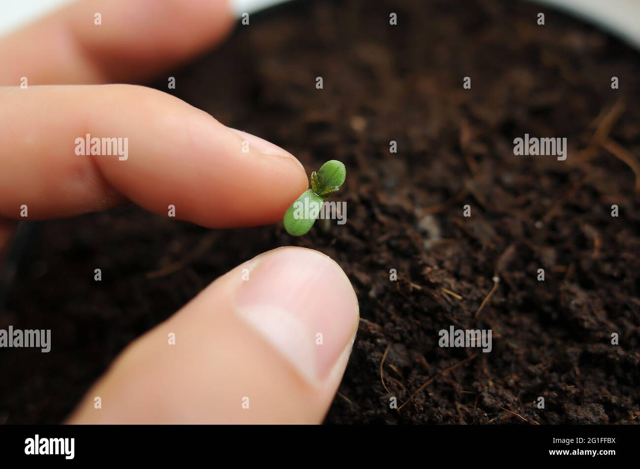 La cannabis germogliava da vicino isolato in background. Giovane marijuana fresca. La canapa del bambino con le foglie piccole cresce in terra di cocco, la disposizione piatta. Microfono Foto Stock La cannabis germogliava da vicino isolato in background. Giovane marijuana fresca. La canapa del bambino con le foglie piccole cresce in terra di cocco, la disposizione piatta. Microfono Foto Stock