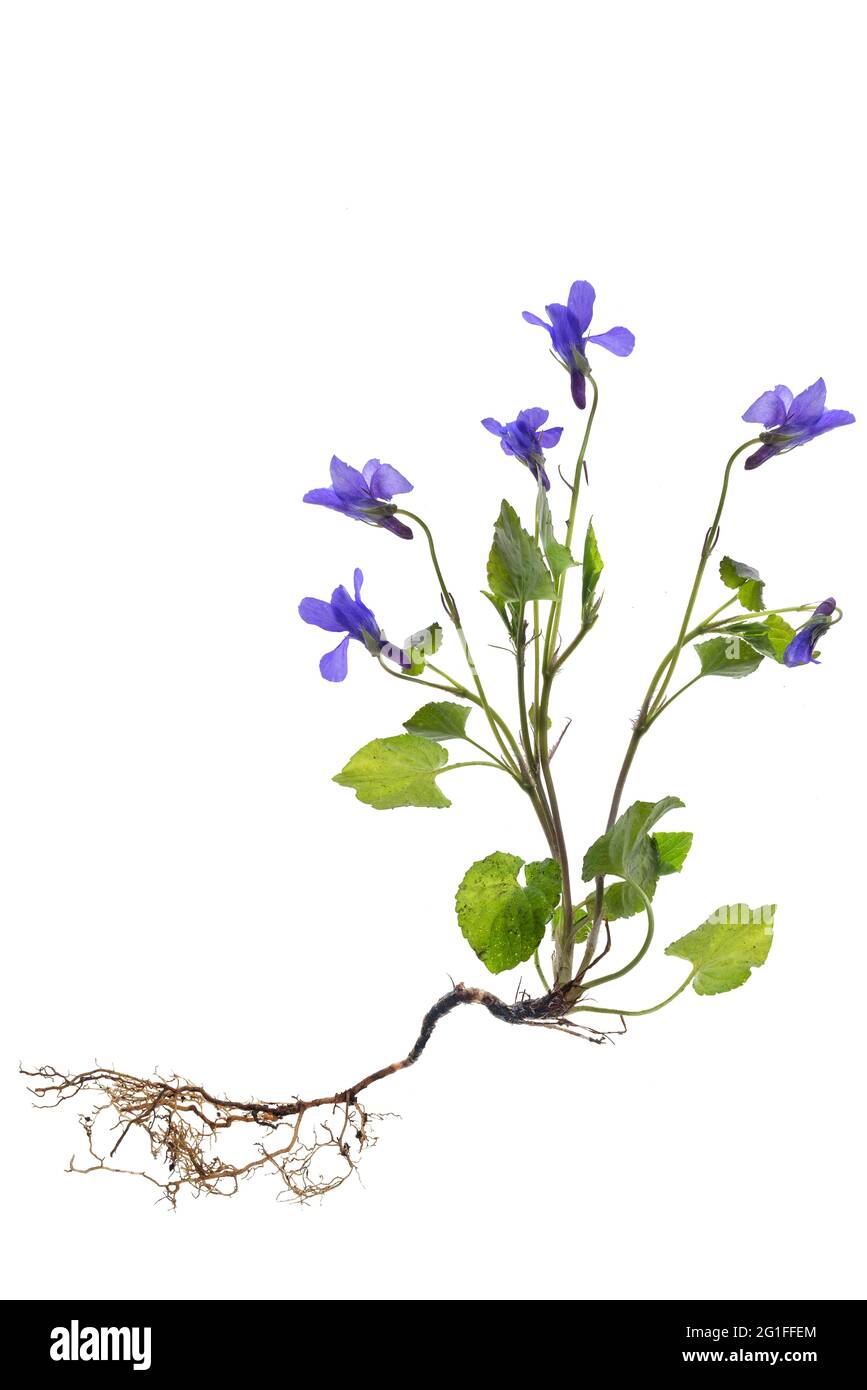 Viola di legno (Viola odorata) su terreno bianco, Germania Foto Stock