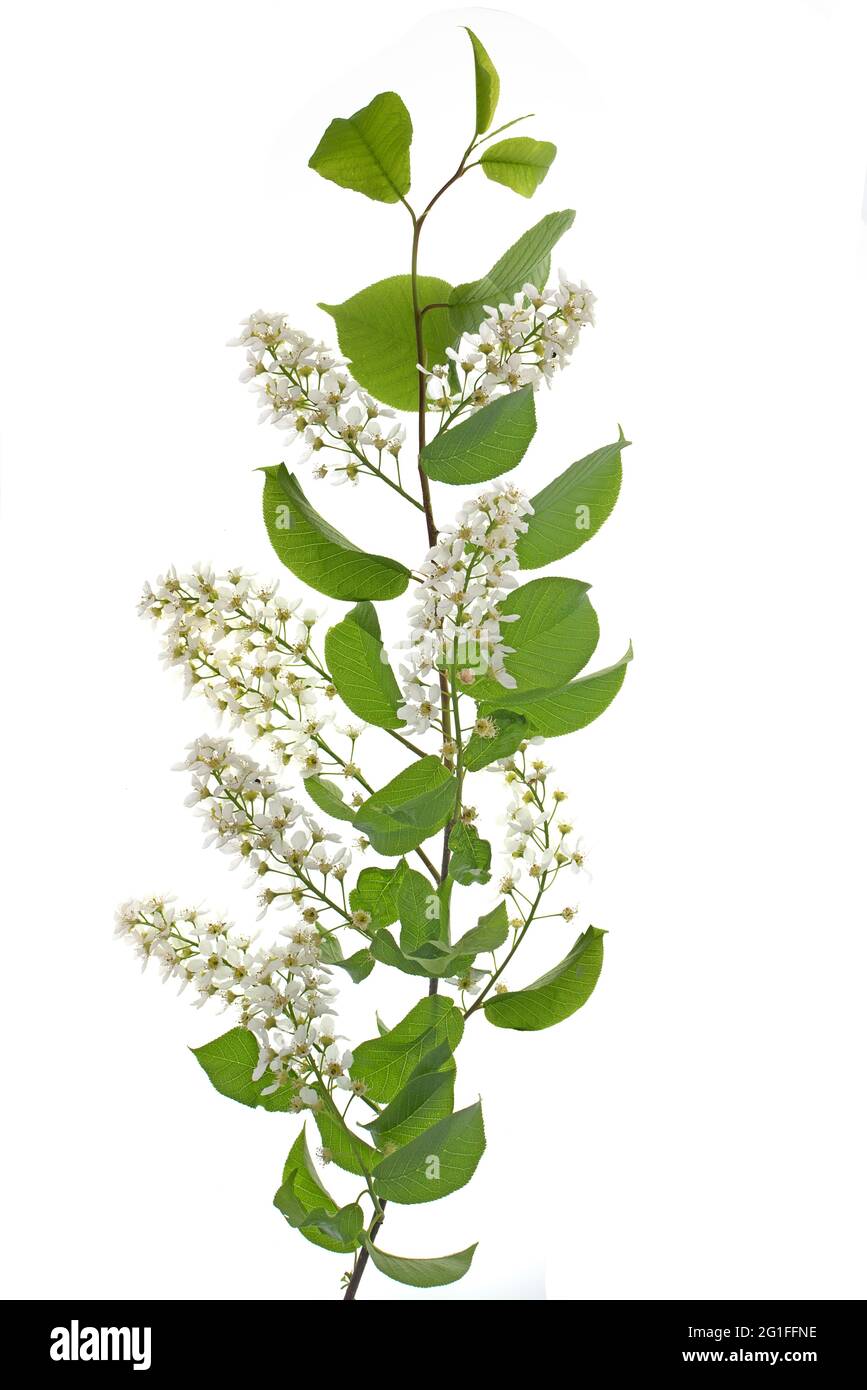 European Bird Cherry (Prunus padus) su terreno bianco, studio fotografico, Germania Foto Stock