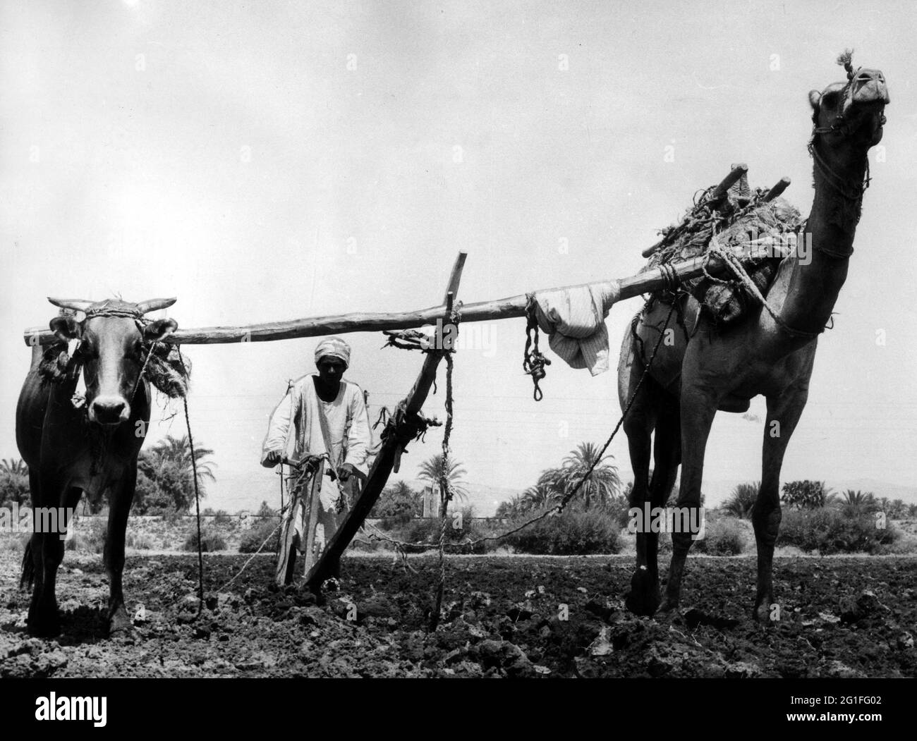 Geografia / viaggio, Egitto, agricoltura, coltivazione, uomo su acro, Con aratro, circa anni '60, DIRITTI-AGGIUNTIVI-CLEARANCE-INFO-NON-DISPONIBILE Foto Stock