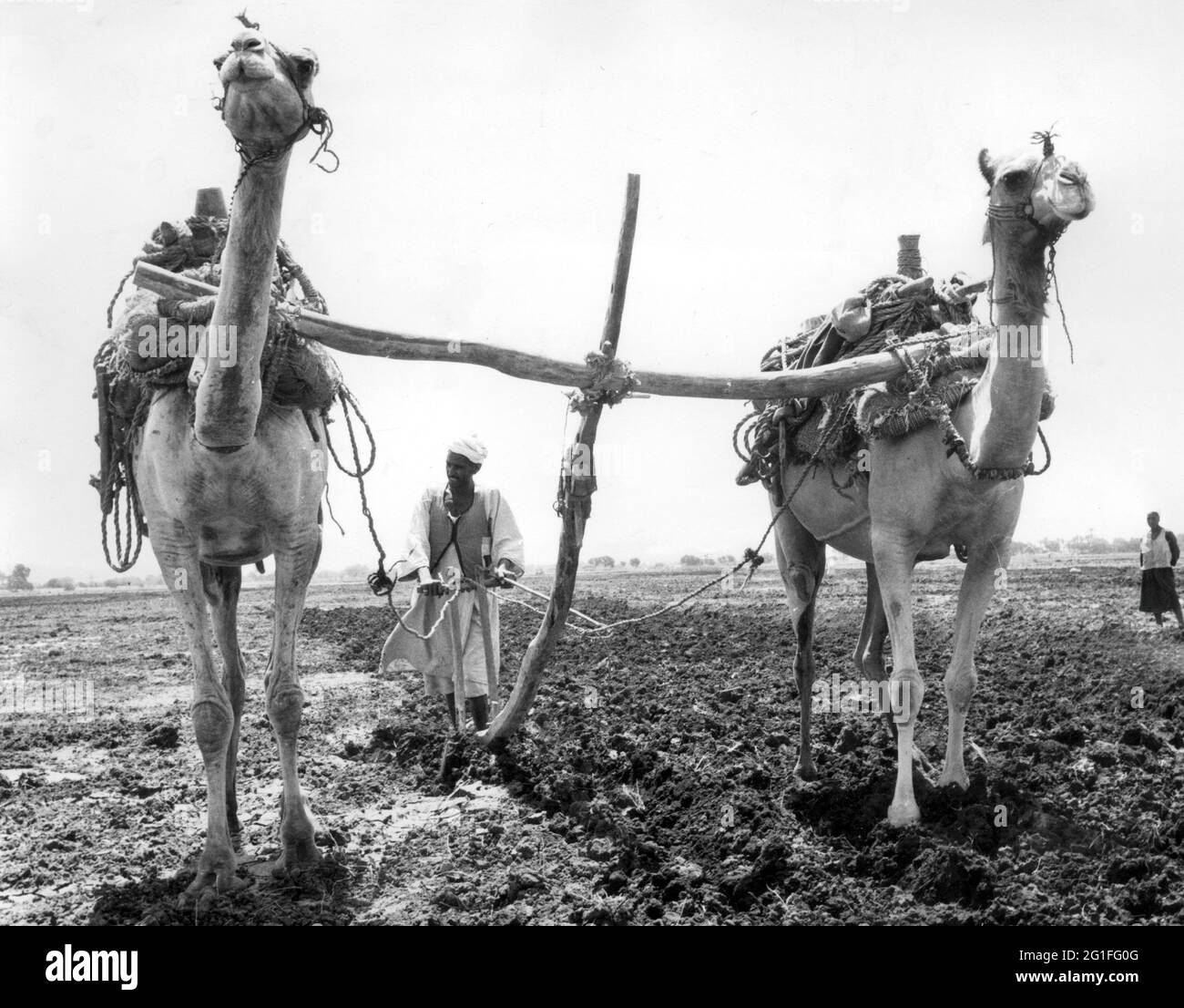 Geografia / viaggio, Egitto, agricoltura, coltivazione, uomo su acro, Con aratro, circa anni '60, DIRITTI-AGGIUNTIVI-CLEARANCE-INFO-NON-DISPONIBILE Foto Stock