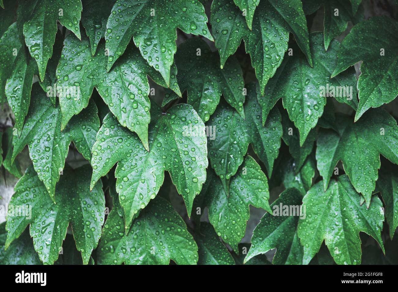 Closeup natura vista di verde creativo layout fatto di foglie verdi nella foresta. CopySpace fa uso come piante verdi naturali e sfondo ecologico. Disposizione piatta. Natura sfondo Foto Stock