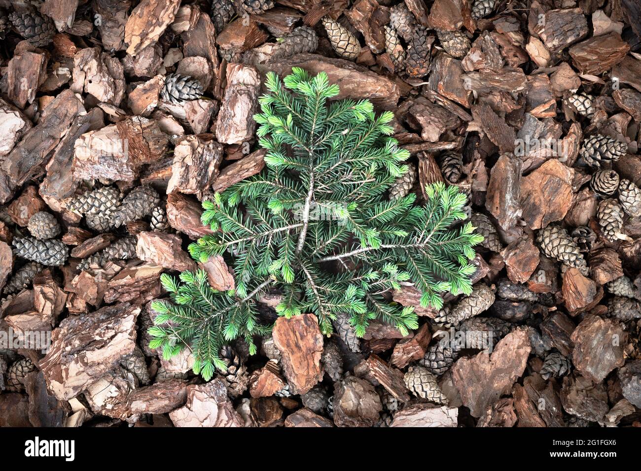 Verde abete decorativo su pine corteccia pine strato utilizzato per il giardinaggio. Struttura naturale Foto Stock