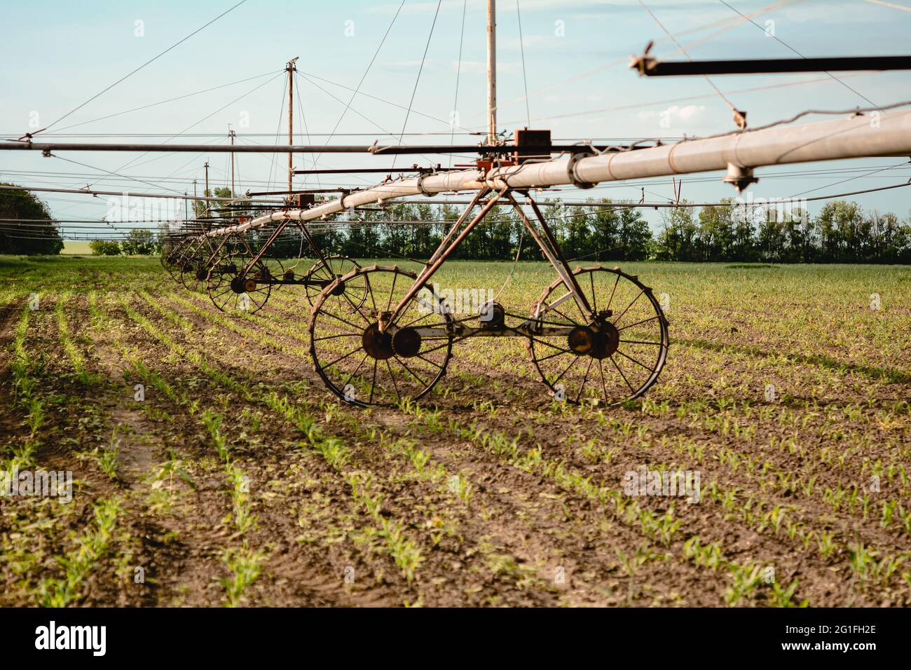 Irrigazione di campo in agricoltura. Agricoltura, irrigazione di perno usato per annaffiare piante su una fattoria. Foto Stock