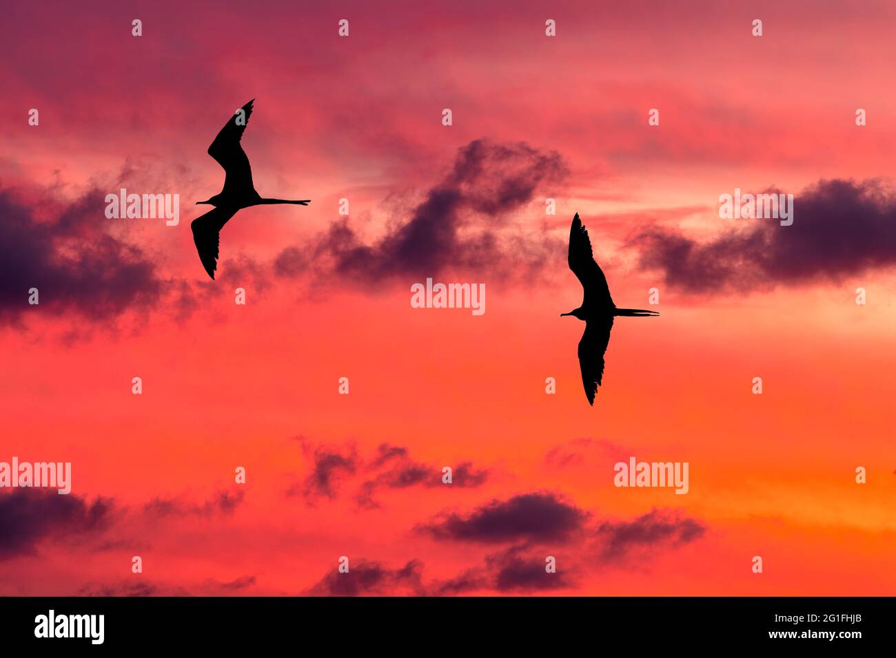 Gli uccelli stanno volando insieme nel vibrante cielo di Sunset riempito di nuvole Foto Stock