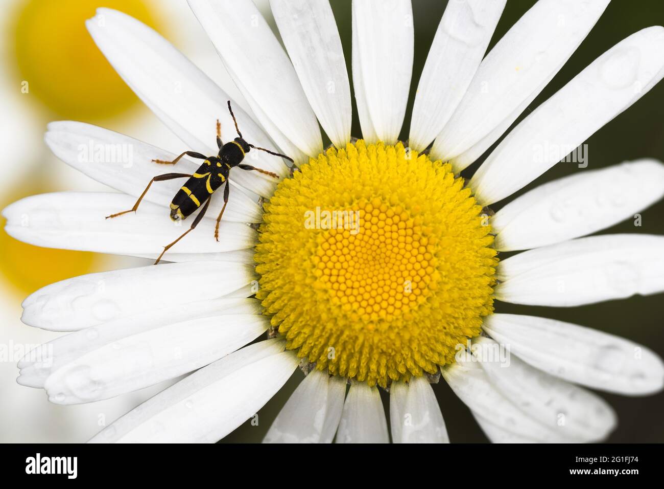 WASP Beetle (Clytus arietis) su margherita fiore, Assia, Germania Foto Stock