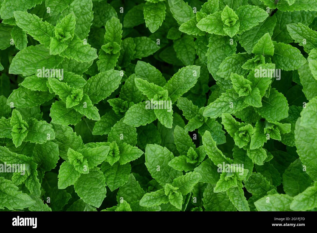 Piante fresche di menta, sfondo naturale Foto Stock