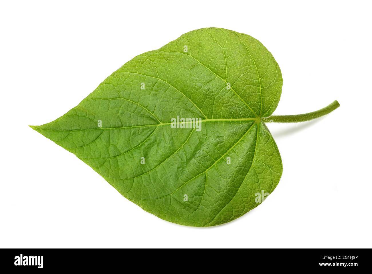Paulownia tomentosa foglia isolata su sfondo bianco Foto Stock