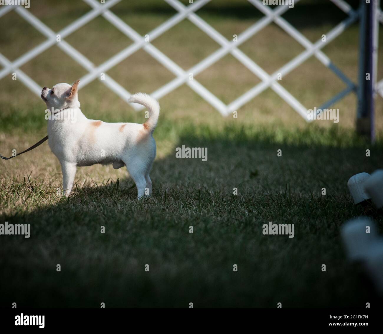 Chihuahua in piedi nell'anello dello spettacolo del cane Foto Stock