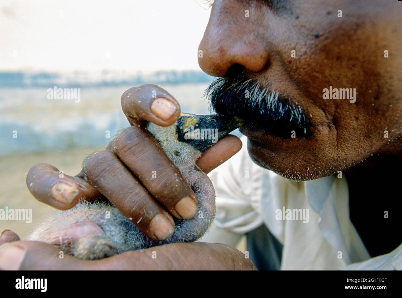 Un Villager che alimenta l'acqua dalla bocca - abbandonato Painted Stork Chick, Koonthamkulam, Tamil Nadu, India Foto Stock