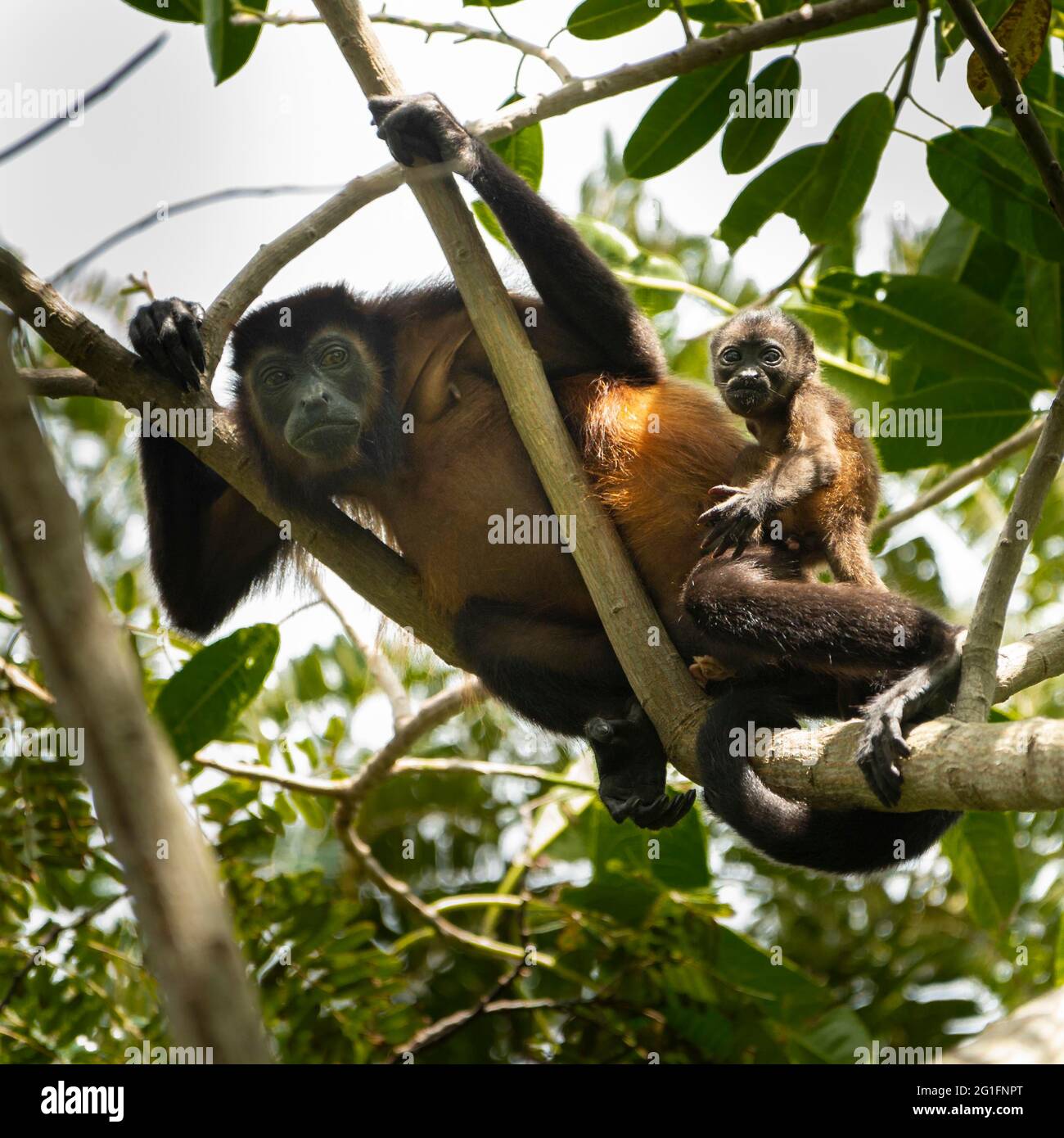 Scimmia urlatrice (Alouatta), madre con bambino che guarda l'azione a terra, Curu Riserva Naturale, Costa Rica Foto Stock