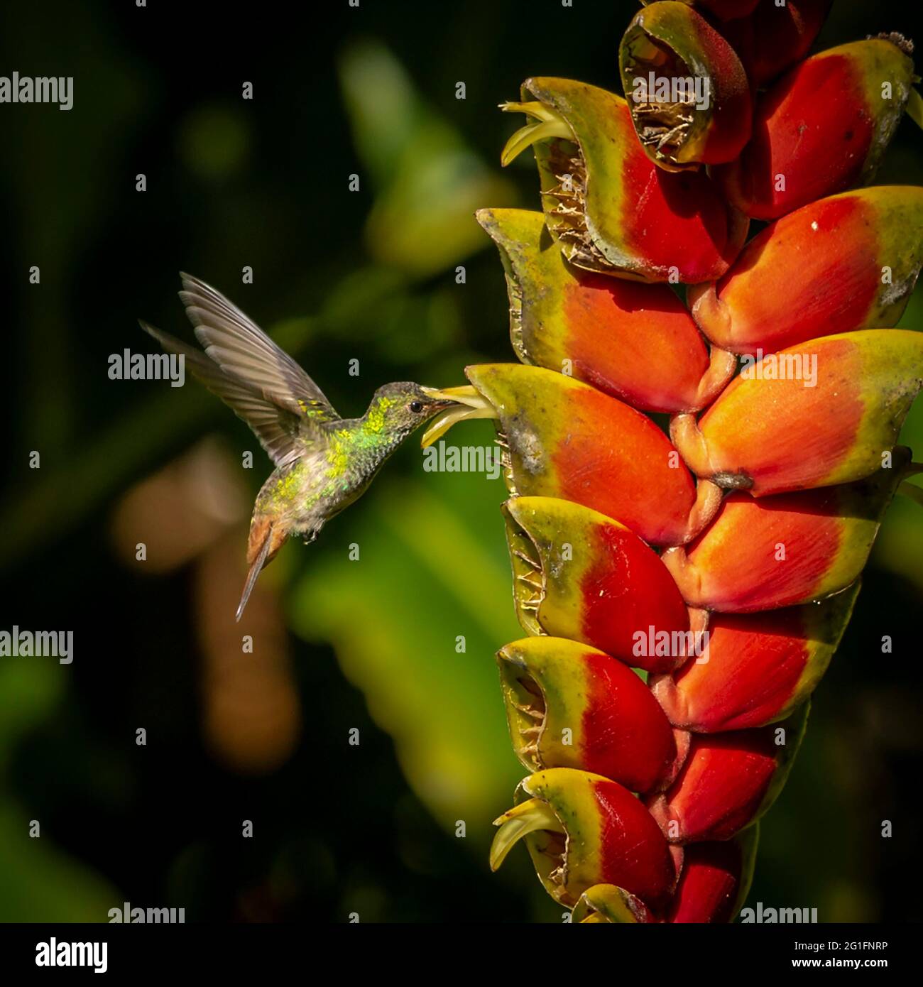 Amazillia dalla coda bruna (Amazillia tzacatl) che si avvicina alla sua fonte alimentare, vulcano Arenal, America Centrale, Costa Rica Foto Stock