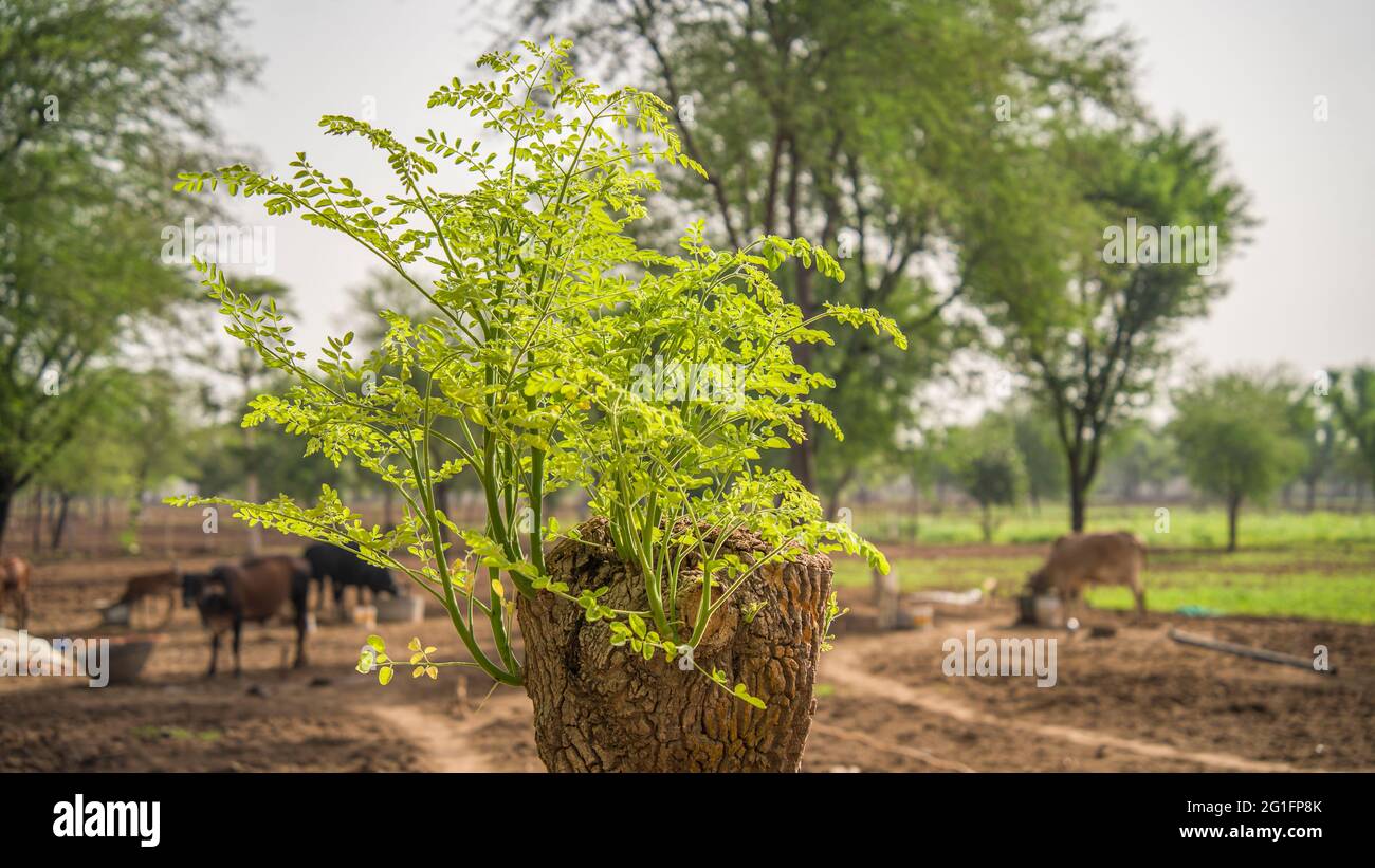 New Born drumstick o Moringa sulla corteccia di albero di sfocatura. La nuova vita sta emergendo su un vecchio drumstick o moringa tree stump. Foto Stock New Born drumstick o Moringa sulla corteccia di albero di sfocatura. La nuova vita sta emergendo su un vecchio drumstick o moringa tree stump. Foto Stock