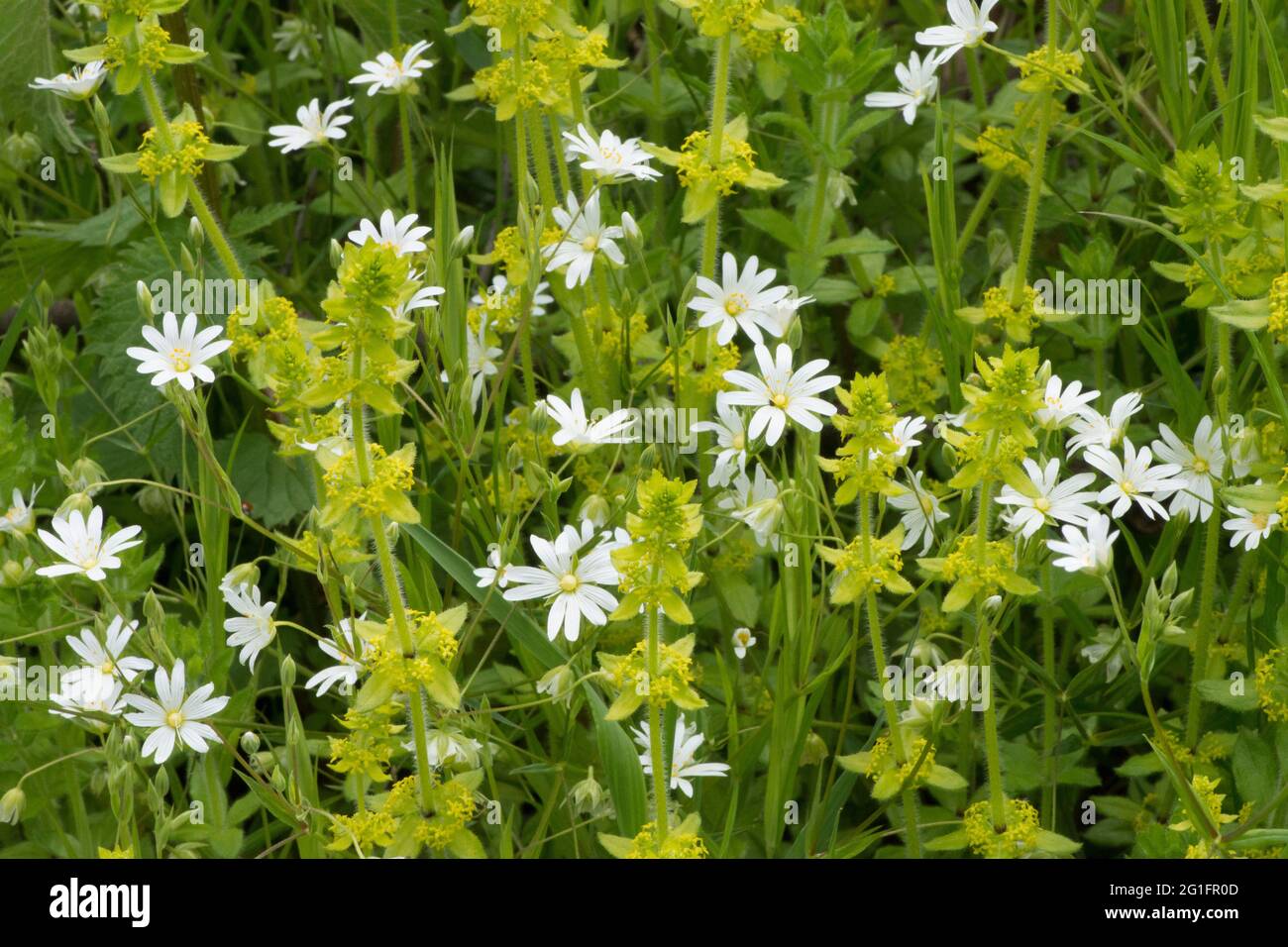 Greater Stitchwort, adder-Meat, Stellaria ologea, Crosswort, paglia di bedra liscia, Crociata laevipes, maggio, Regno Unito Foto Stock