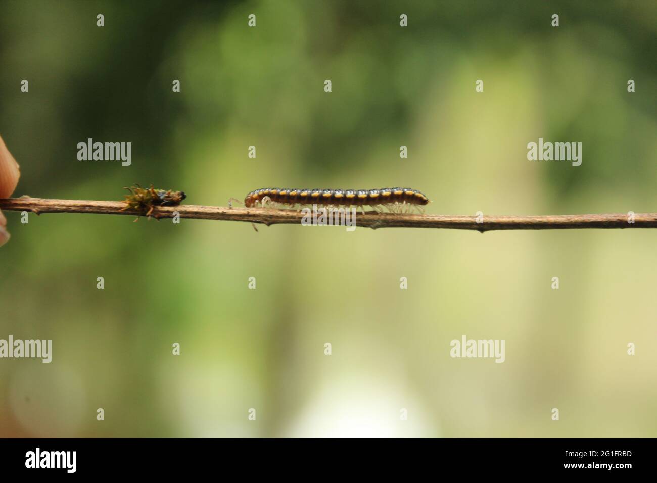 Nuova annelida in natura, animali brasiliani per anatomia Foto Stock