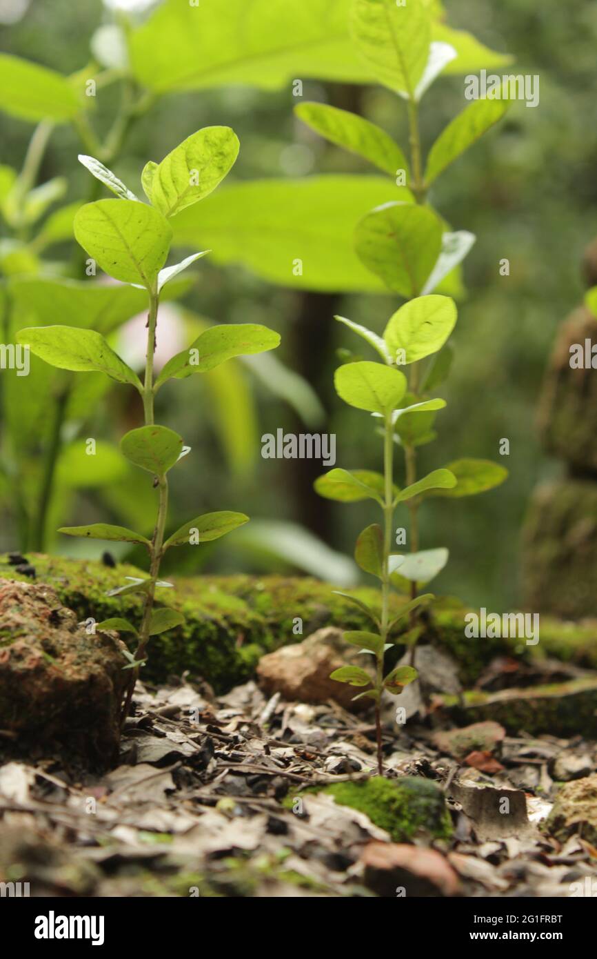 Impianto di guava in natura, nuovo concetto di stock plant Foto Stock
