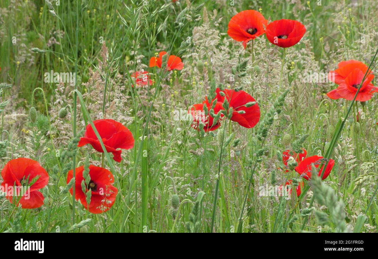 Papaveri rossi luminosi tra erba alta. Papaver rhoeas, papavero comune, papavero di mais, rosa di mais, papavero di campo, Papavero delle Fiandre. Foto Stock