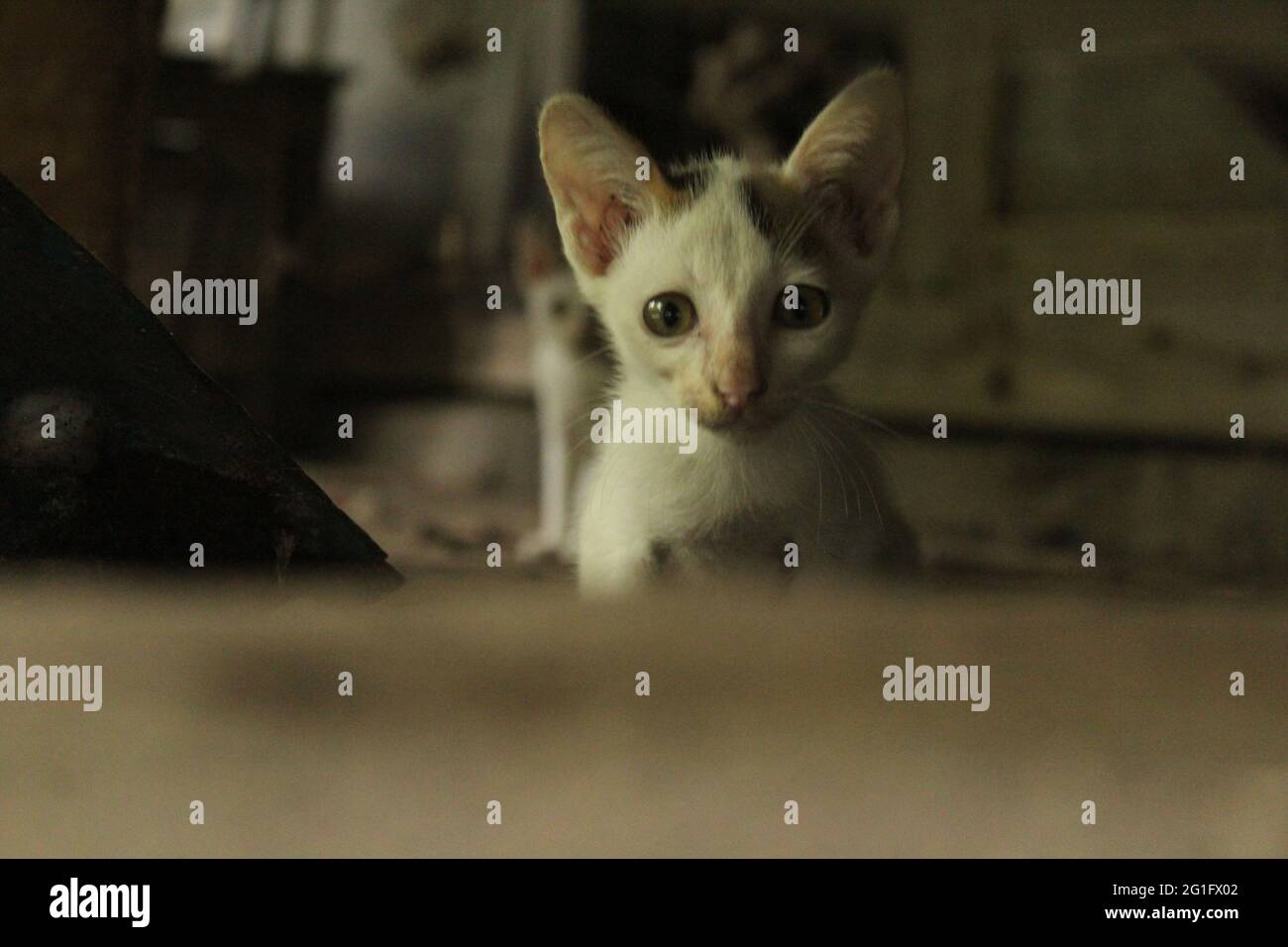 American new born white Cat face.beautiful white Cat image.new Cat stock image as you need. Foto Stock