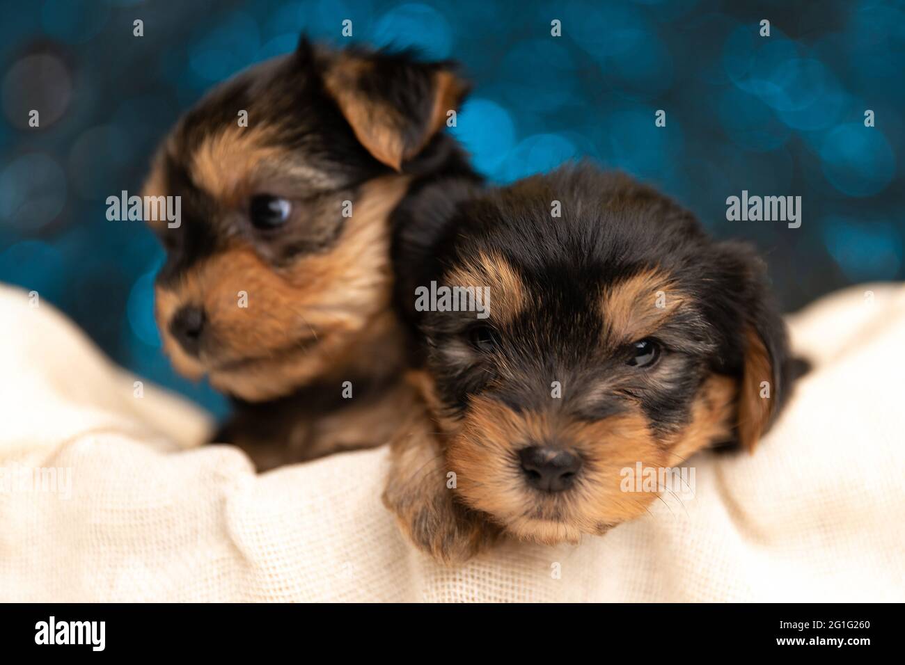 due piccoli cani del terrier dello yorkshire che contrabbano a letto e che guardano a lato contro sfondo blu Foto Stock