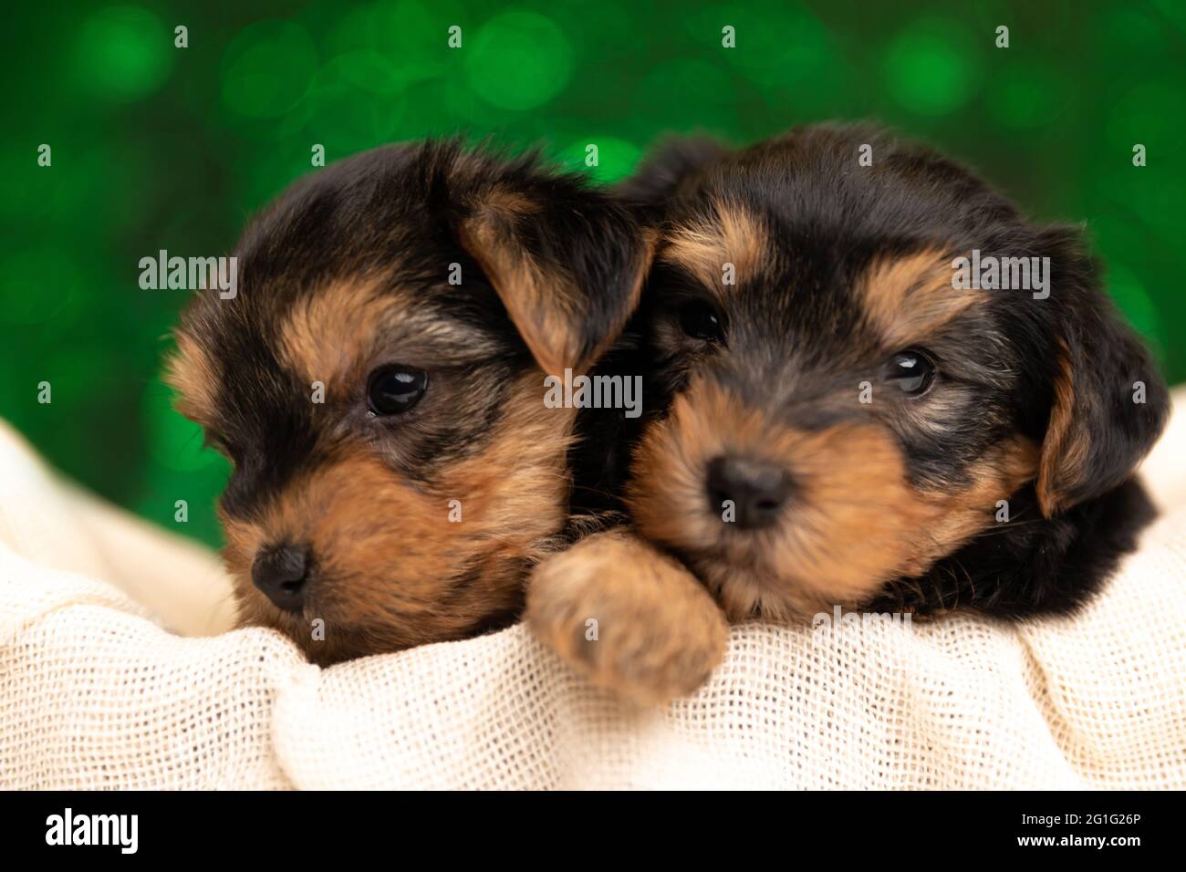 due piccoli cani del terrier dello yorkshire che si abbracciano e riposano nel loro letto su sfondo verde Foto Stock