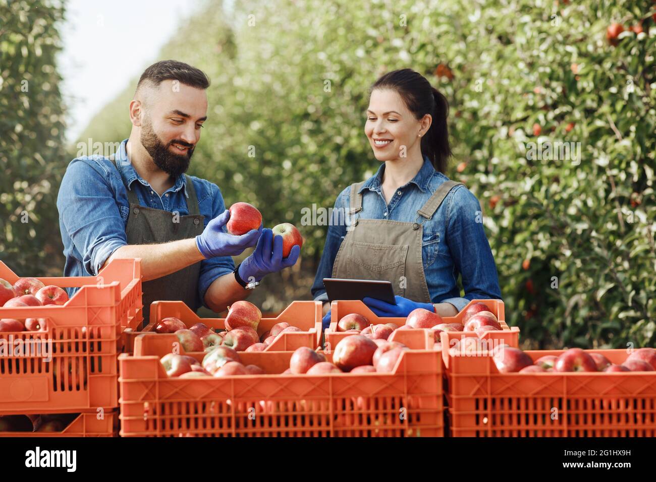 Agricoltore felice mostrando orgogliosamente il suo frutteto, mela biologica Foto Stock