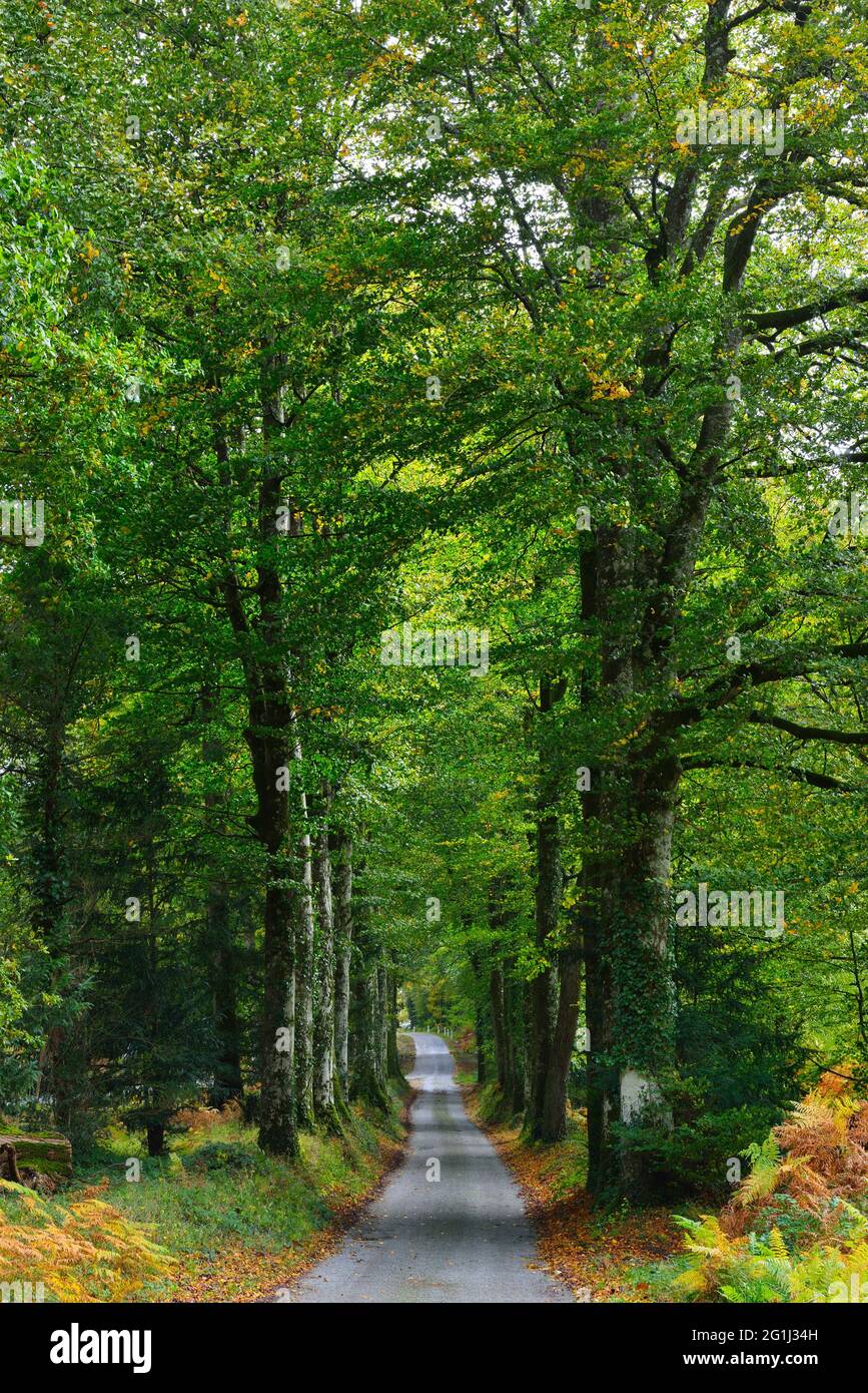 Piccola strada attraverso la foresta di Quenecan (Bretagna, Francia nord-occidentale) Foto Stock
