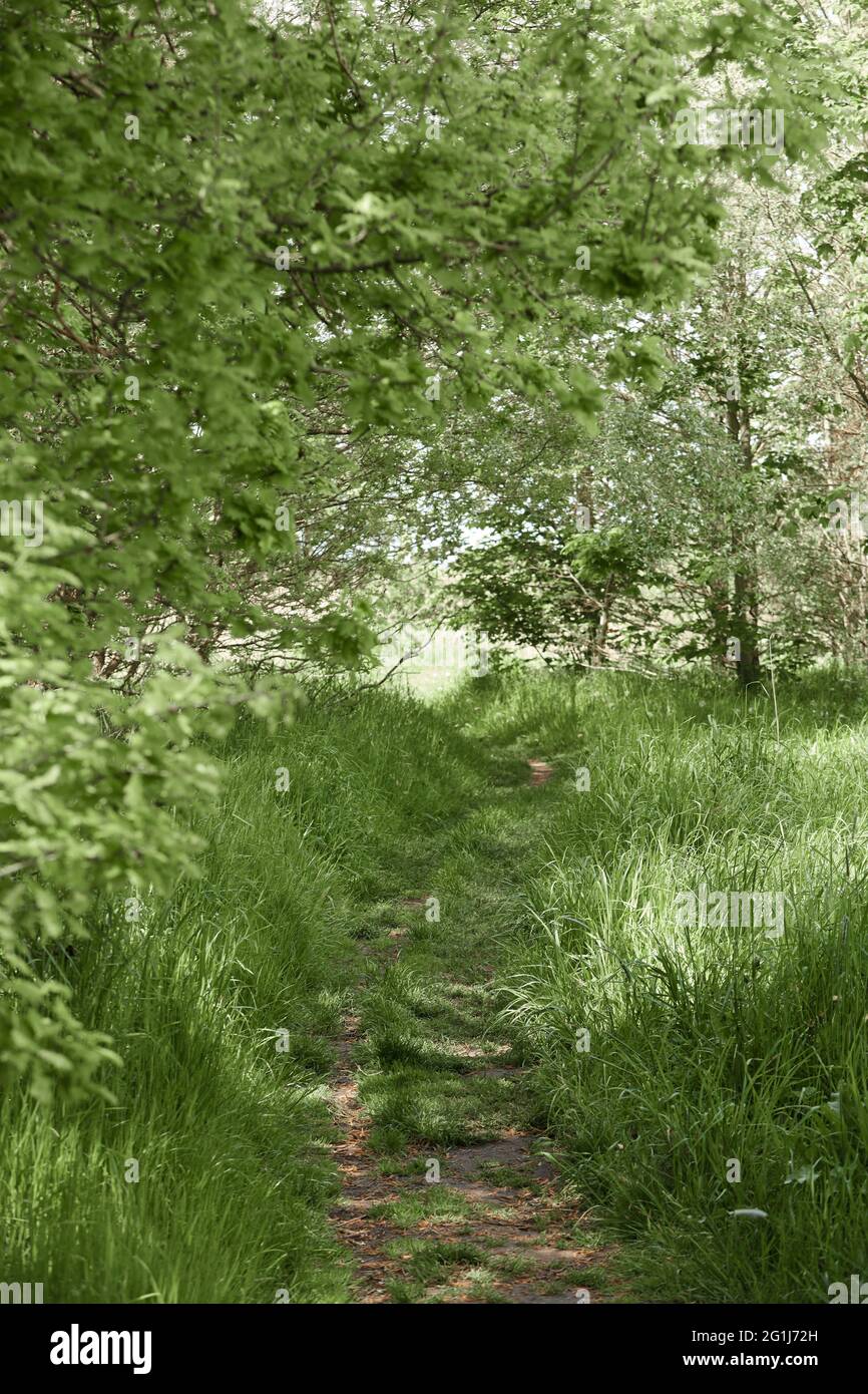 verde foresta con grandi alberi e erba alta Foto Stock