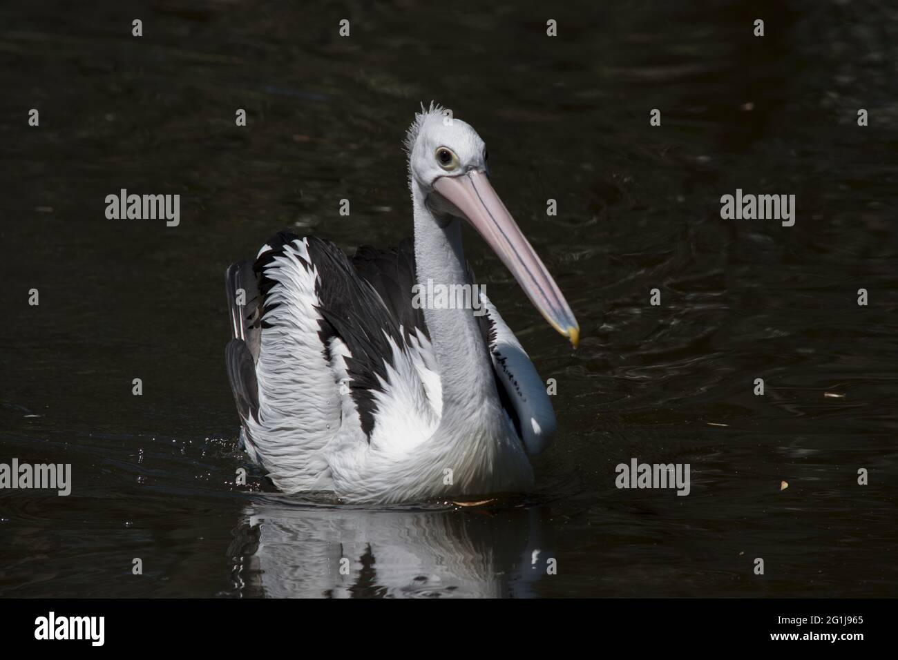 il pellicano sta nuotando nel lago alla ricerca di cibo Foto stock - Alamy