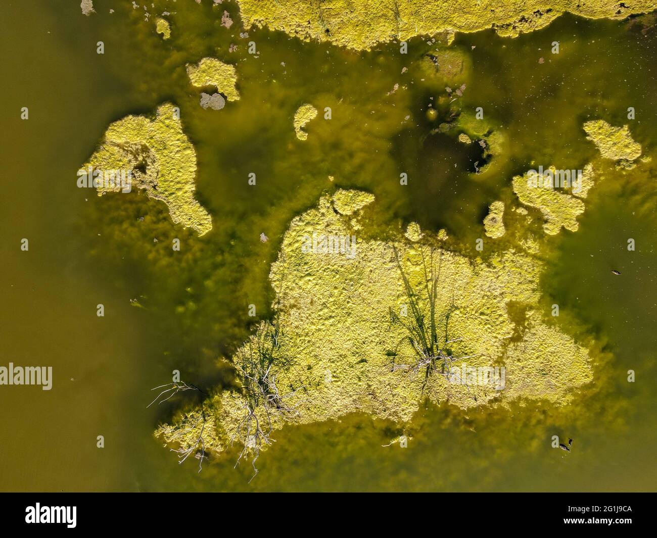 L'albero dell'acqua su un lago a Larnaca in Cipro Foto Stock